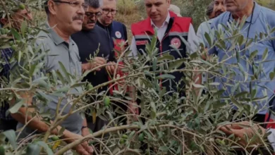 Osmaniye zeytin bahçelerinde dolu hasarı tespit ediliyor