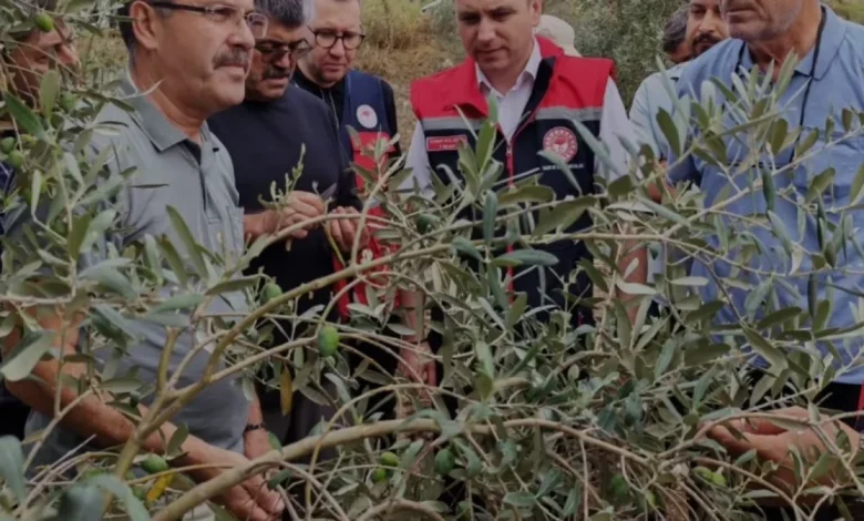 Osmaniye zeytin bahçelerinde dolu hasarı tespit ediliyor