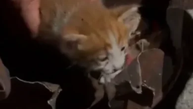 Osmaniye'de Soba Kovasına Sıkışan Yavru Kedi Kurtarıldı
