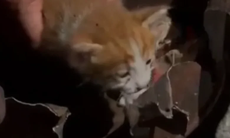 Osmaniye'de Soba Kovasına Sıkışan Yavru Kedi Kurtarıldı