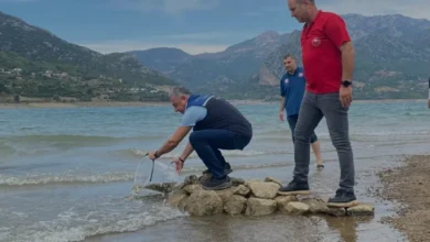 Adana Kozan Su Kaynaklarına 665 Bin Sazan Yavrusu Bırakıldı