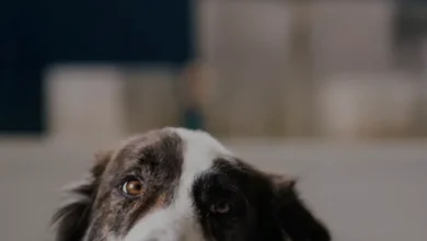 Allianz Türkiye kedi ve köpekler için sağlık sigortasını başlattı