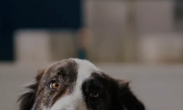 Allianz Türkiye kedi ve köpekler için sağlık sigortasını başlattı