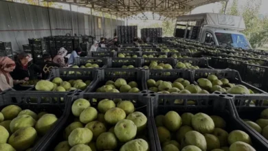 Antalya Korkuteli Karyağdı Armudunda Hasat Sezonu Başladı