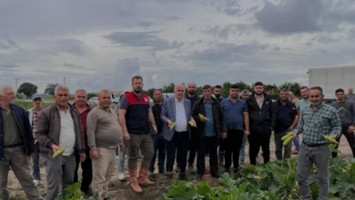 Antalya Manavgat'ta Dolu Yağışı Tarım Arazilerine Zarar Verdi