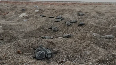 Antalya Sahillerinde 200 Bin Caretta Caretta Yavrusu Denize Ulaştı