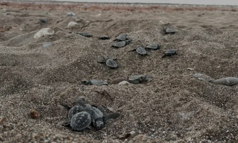 Antalya Sahillerinde 200 Bin Caretta Caretta Yavrusu Denize Ulaştı