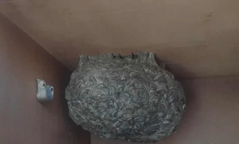 Burdur Bucakta Evin Girişindeki Dev Yaban Arısı Yuvası Alındı