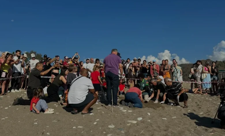 Çıralı Sahili'nde 3 bin 500 caretta caretta yavrusu denize ulaştı