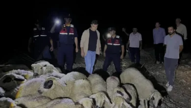 Kozan İlçesinde Kaybolan 45 Koyun Drone Yardımıyla Bulundu