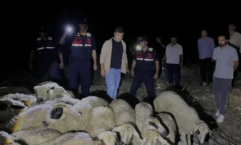 Kozan İlçesinde Kaybolan 45 Koyun Drone Yardımıyla Bulundu