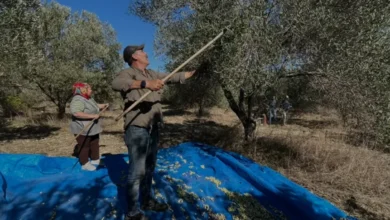 Manavgatlı Üretici Mustafa Fettahoğlu Asırlık Zeytin Mirasını Yaşatıyor