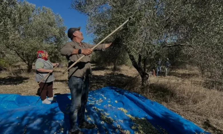 Manavgatlı Üretici Mustafa Fettahoğlu Asırlık Zeytin Mirasını Yaşatıyor