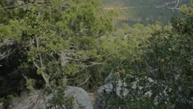 Mersin Mut ilçesinde kayıp olarak aranan Nesrin Candan ölü bulundu