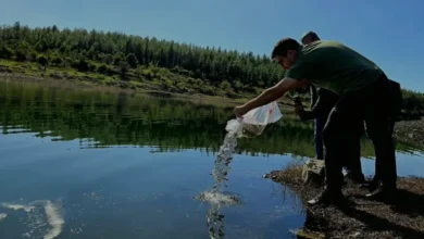 Osmaniye Mehmetli Baraj Gölüne 50 Bin Sazan Yavrusu Bırakıldı