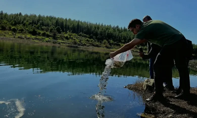 Osmaniye Mehmetli Baraj Gölüne 50 Bin Sazan Yavrusu Bırakıldı