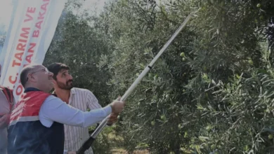 Osmaniye Zeytin Hasadında Rekolte Beklentisi 107 Bin Tonu Aştı