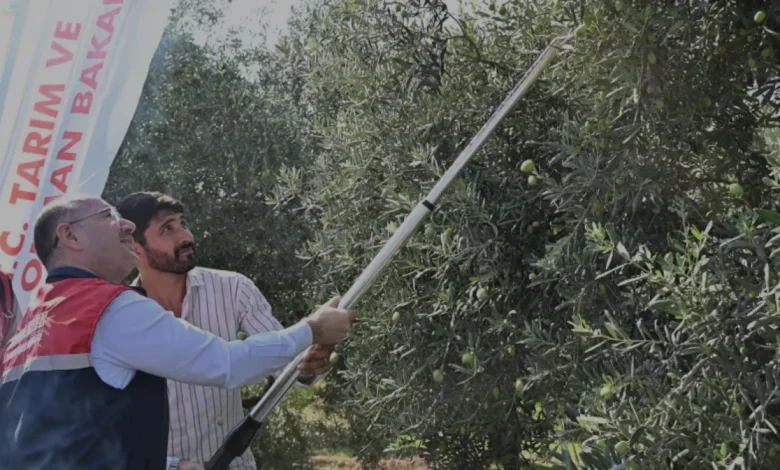 Osmaniye Zeytin Hasadında Rekolte Beklentisi 107 Bin Tonu Aştı