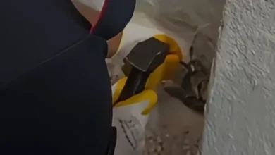 Osmaniye'de Su Giderine Sıkışan Yavru Kedi İtfaiye Tarafından Kurtarıldı