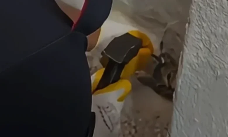 Osmaniye'de Su Giderine Sıkışan Yavru Kedi İtfaiye Tarafından Kurtarıldı